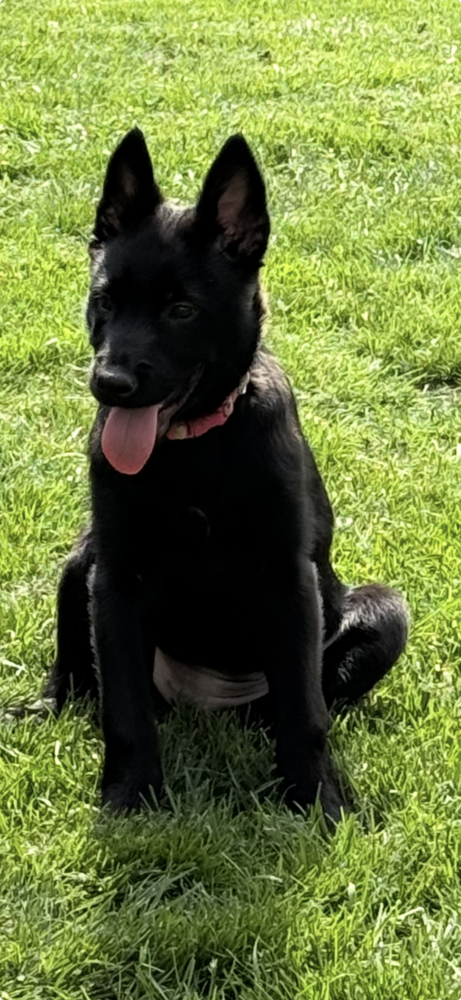 Moon Litter - Ayla - Located in NY, an adoptable Belgian Shepherd Malinois in Imlay City, MI
