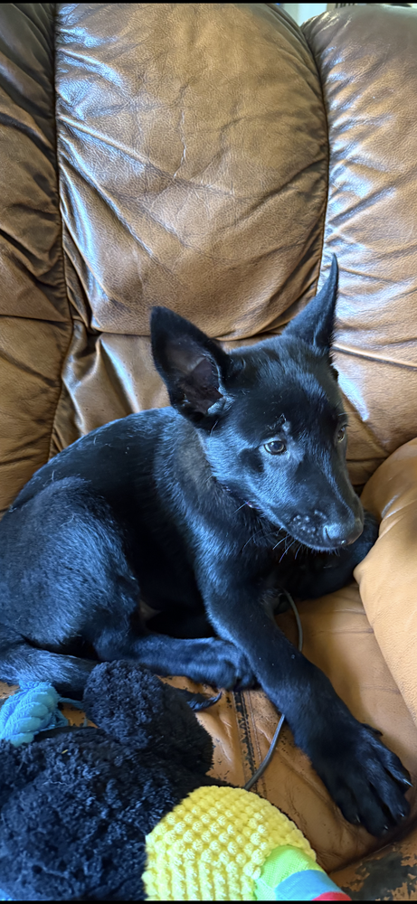 Moon Litter - Elara - Located in PA, an adoptable Belgian Shepherd Malinois in Imlay City, MI