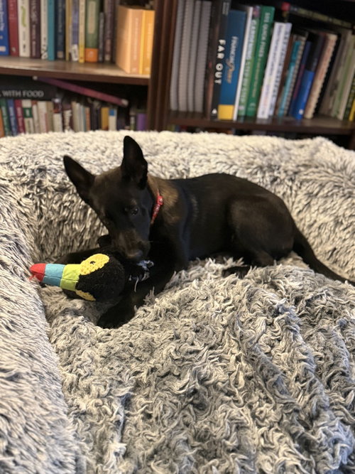 Moon Litter - Thea - Located in NJ, an adoptable Belgian Shepherd Malinois in Imlay City, MI