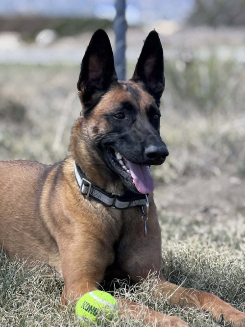 Sashtian - Located in CO, an adoptable Belgian Shepherd Malinois in Imlay City, MI