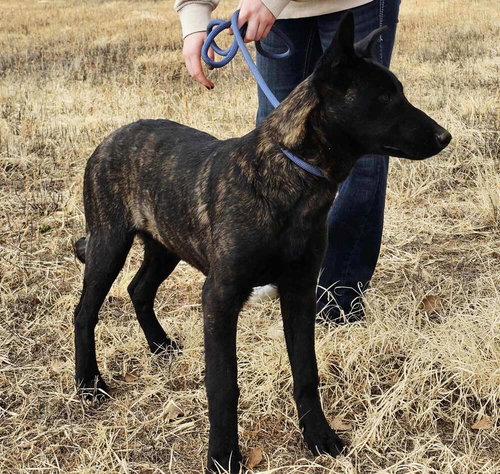 Cotton River Pups in NM, an adoptable Dutch Shepherd in Imlay City, MI
