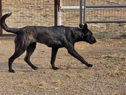 The River Pups - Cotton in NM, an adoptable Dutch Shepherd in Imlay City, MI