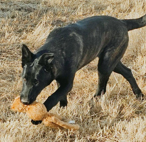 Photo 3 of The River Pups - Cotton in NM fka Echo