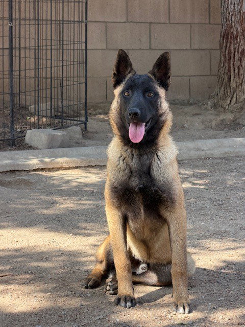 Pedro in CA, an adoptable Belgian Shepherd Malinois in Imlay City, MI