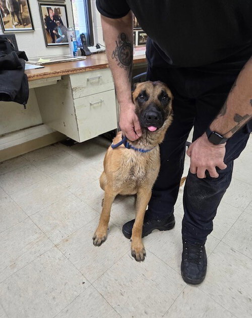 King - Located in VA, an adoptable Belgian Shepherd Malinois in Imlay City, MI