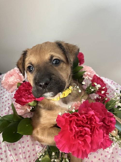 BookTok Fantasy Litter - Auren - Located in NC, an adoptable Dutch Shepherd in Imlay City, MI