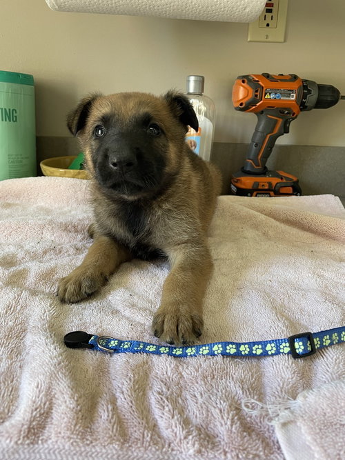 Geo Pups Slate - Located in Florida, an adoptable Belgian Shepherd Malinois in Imlay City, MI