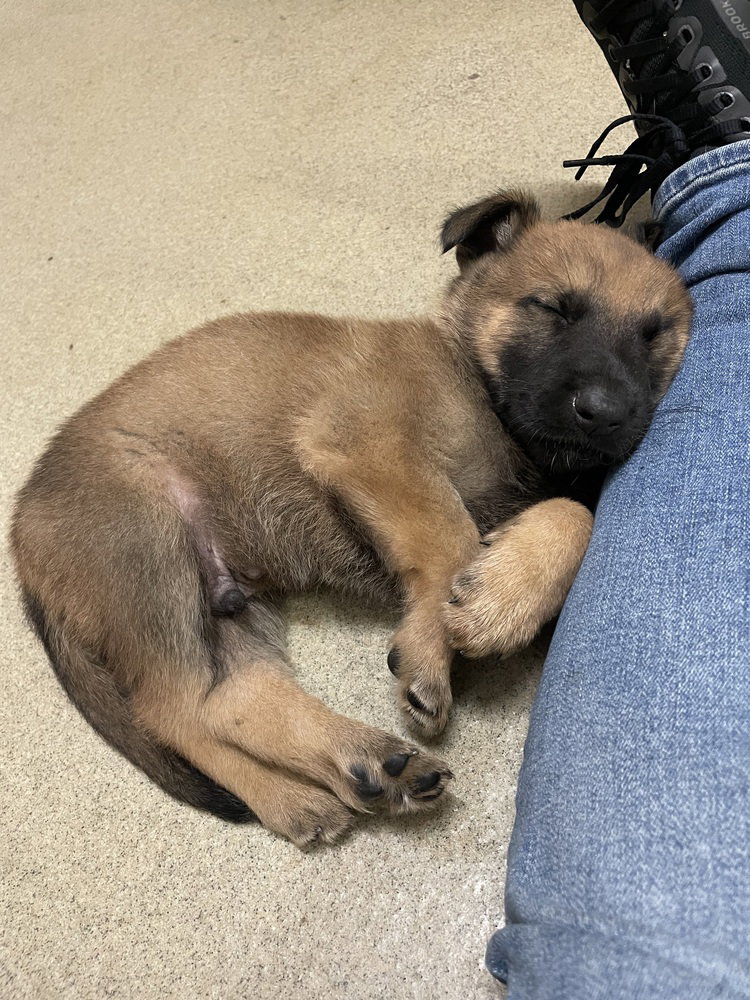 Geo Pups Slate - Located in Florida