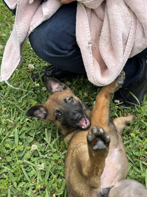 Geo Pups Citrine - Located in Florida