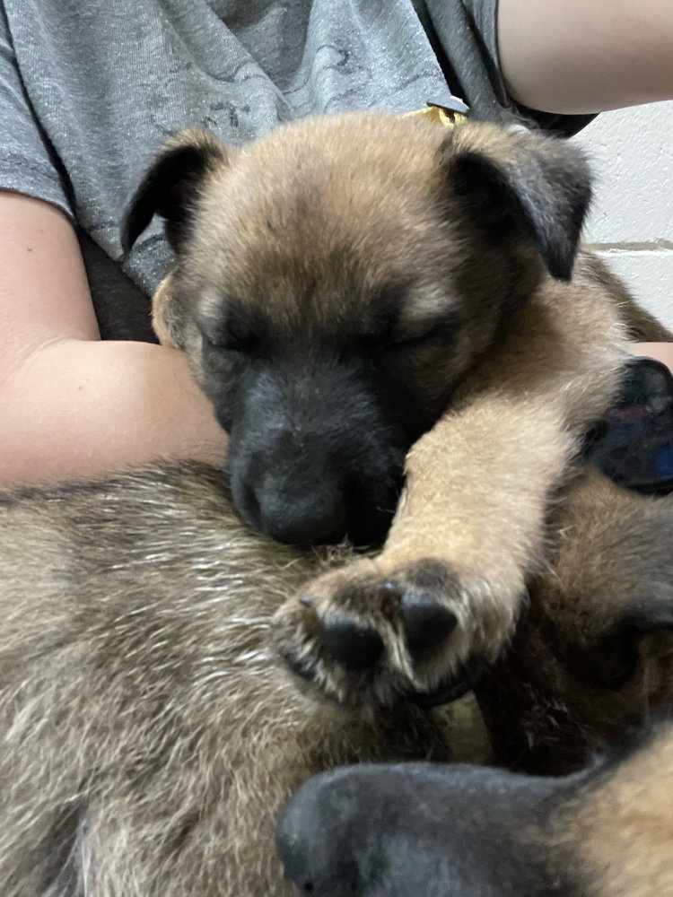 Geo Pups Citrine - Located in Florida