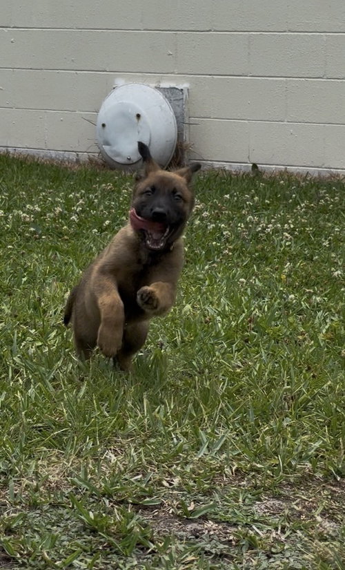 Geo Pups Limestone - Located in Florida, an adoptable Belgian Shepherd Malinois in Imlay City, MI