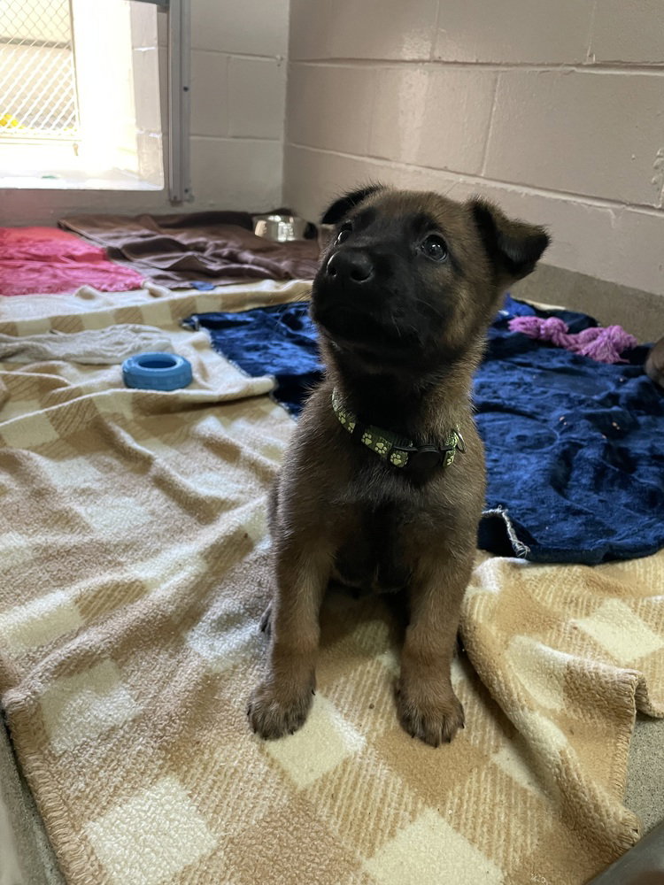 Geo Pups Limestone - Located in Florida
