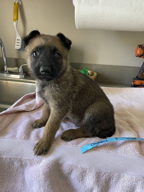 Geo Pups Quartz - Located in Florida, an adoptable Belgian Shepherd Malinois in Imlay City, MI