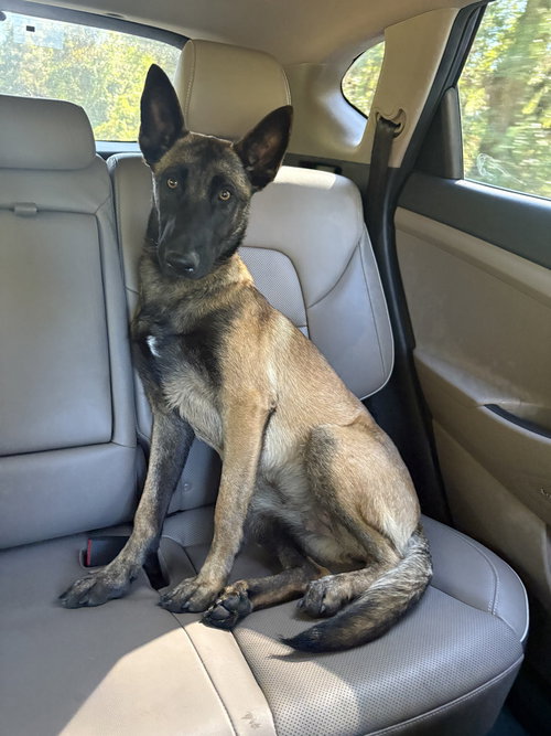 Vella - Located in FL, an adoptable Belgian Shepherd Malinois in Imlay City, MI