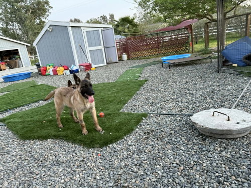 Lady Delta in WI, an adoptable Belgian Shepherd Malinois in Imlay City, MI