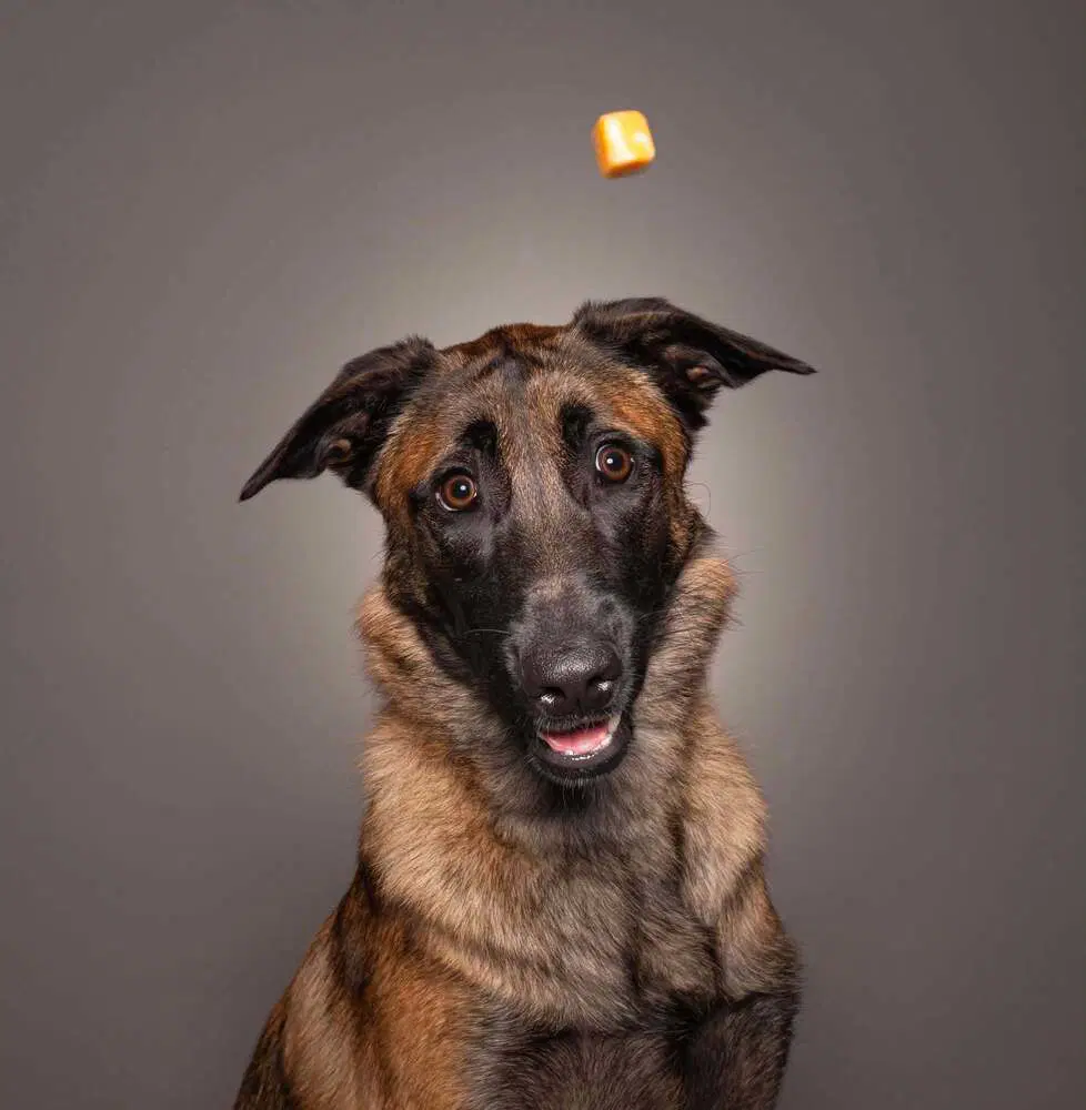 Winx - Located In Ga - Belgian Shepherd Malinois