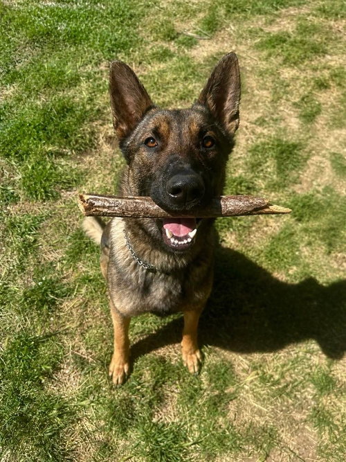 Yeti- Located in Washington, an adoptable Belgian Shepherd Malinois in Imlay City, MI
