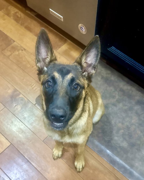 Kimchi (Kansas), an adoptable Belgian Shepherd Malinois in Imlay City, MI