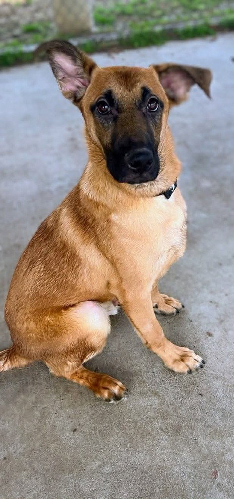 Gunslinger - Billy the Kid - Located in OH, an adoptable Belgian Shepherd Malinois in Imlay City, MI