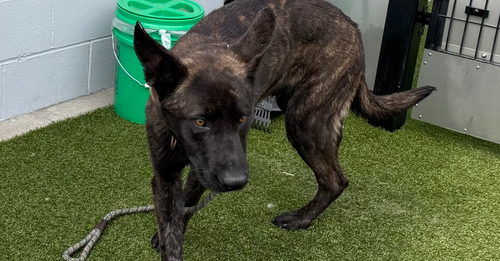 Lucca- Located in CA, an adoptable Dutch Shepherd in Imlay City, MI