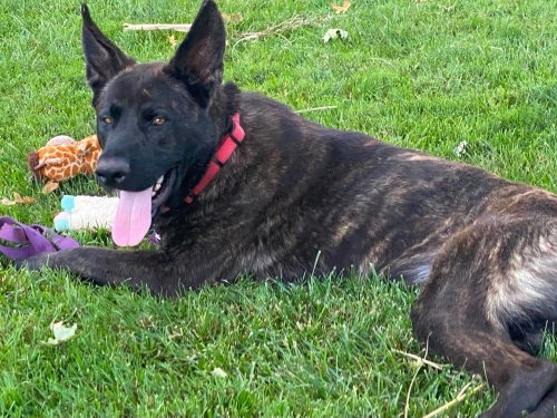 Lucca- Located in CA, an adoptable Dutch Shepherd in Imlay City, MI