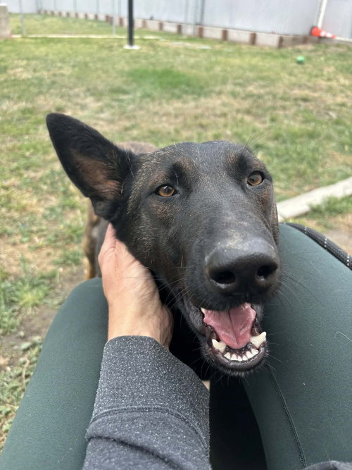 Arizona in CA, an adoptable Belgian Shepherd Malinois in Imlay City, MI