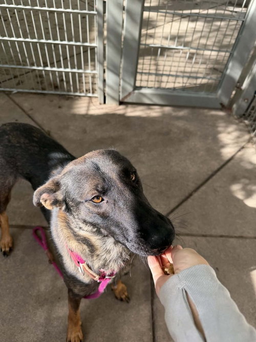 Tinker in CA, an adoptable Belgian Shepherd Malinois in Imlay City, MI