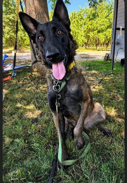 Aurelia - Located in OR, an adoptable Belgian Shepherd Malinois in Imlay City, MI