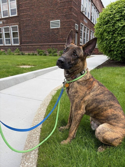 ED - Located in IL, an adoptable Dutch Shepherd in Imlay City, MI