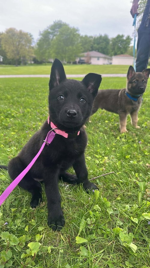 80's Babies - Rainbow Brite -Located in Indiana, an adoptable Belgian Shepherd Malinois in Imlay City, MI
