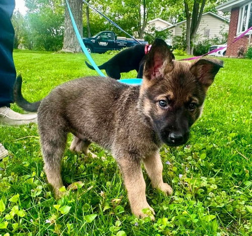80's Babies - GI Joe -Located in Michigan, an adoptable Belgian Shepherd Malinois in Imlay City, MI