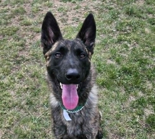 Altheena - Located in CO, an adoptable Dutch Shepherd in Imlay City, MI