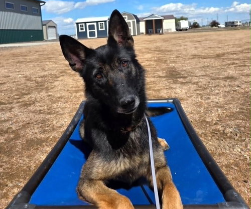 Rios - Located in CO, an adoptable Belgian Shepherd Malinois in Imlay City, MI