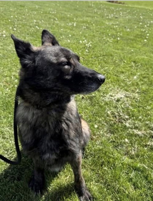 Buttons - Located in Illinois, an adoptable Dutch Shepherd in Imlay City, MI