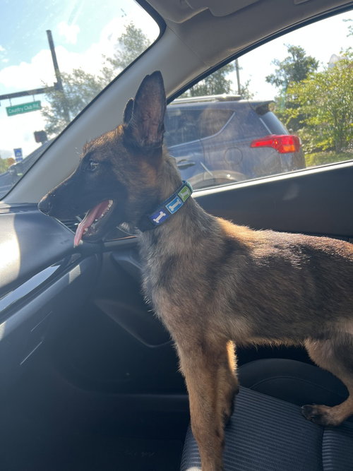 Nightfall Litter -  Grimm - Located in FL, an adoptable Belgian Shepherd Malinois in Imlay City, MI