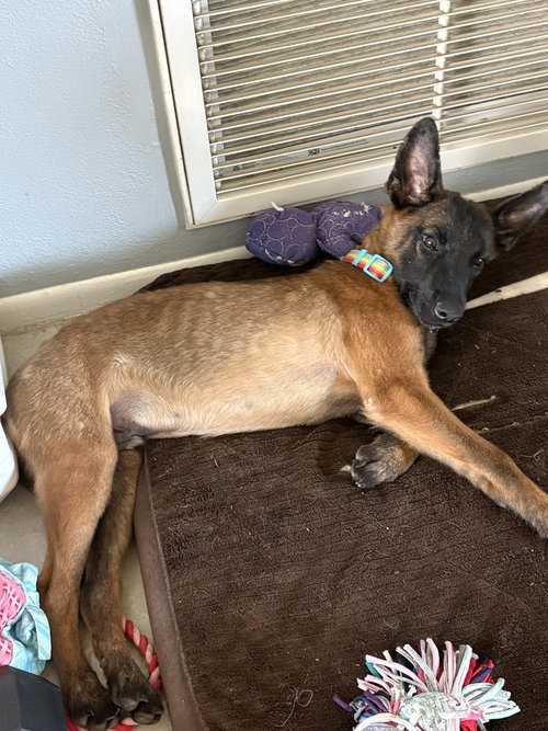 Nightfall Litter - Flynt - Located in FL