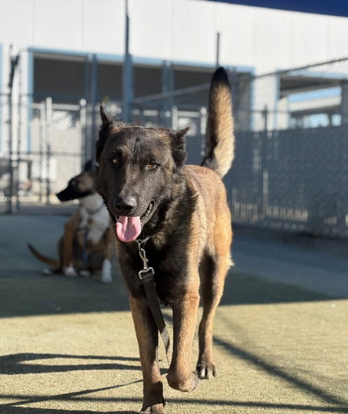 Finn FKA Fettuccini, an adoptable Belgian Shepherd Malinois in Imlay City, MI