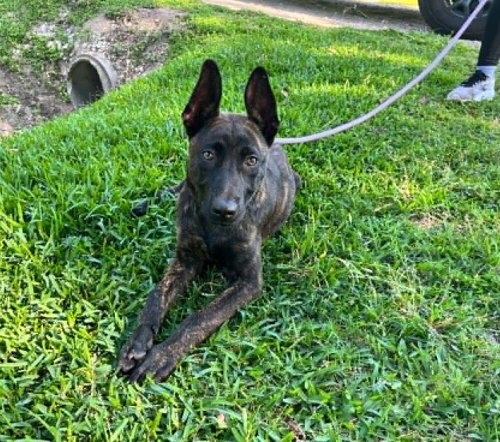 Rita - Located in TX, an adoptable Dutch Shepherd in Imlay City, MI