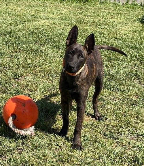 Rita - Located in TX, an adoptable Dutch Shepherd in Imlay City, MI