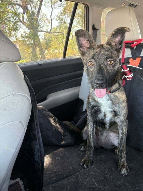 Inertia - Located in New Mexico, an adoptable Dutch Shepherd in Imlay City, MI