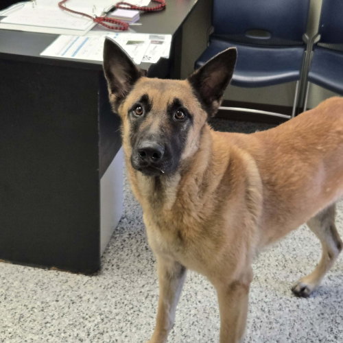 Juno- located in Texas, an adoptable Belgian Shepherd Malinois in Imlay City, MI