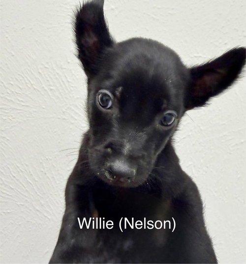 Texas Legends Litter- Willie photo 2