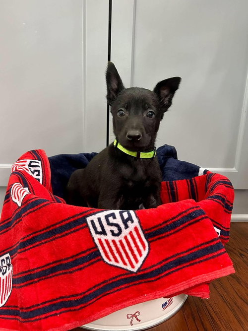Texas Legends Litter-Kelly (Lime Green Collar), an adoptable Belgian Shepherd Malinois in Imlay City, MI