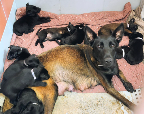 Texas Legends Litter- Selena (Pink Collar)