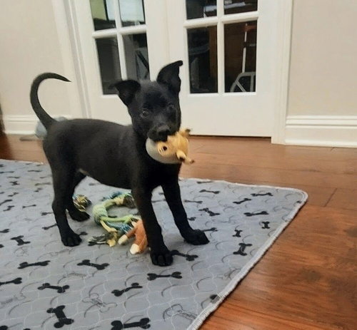 Texas Legends Litter- Sissy - Located in IN, an adoptable Belgian Shepherd Malinois in Imlay City, MI