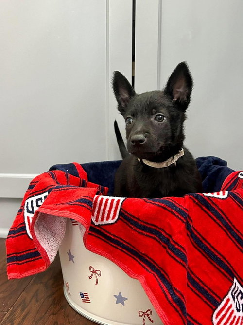 Texas Legends Litter- Sissy photo 2
