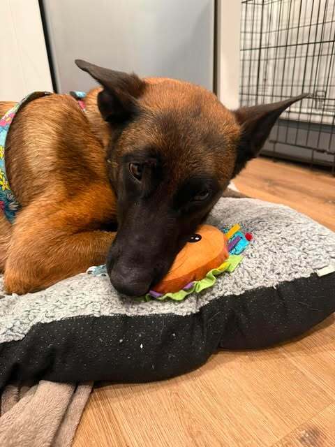 Hera - located in CA, an adoptable Belgian Shepherd Malinois in Imlay City, MI