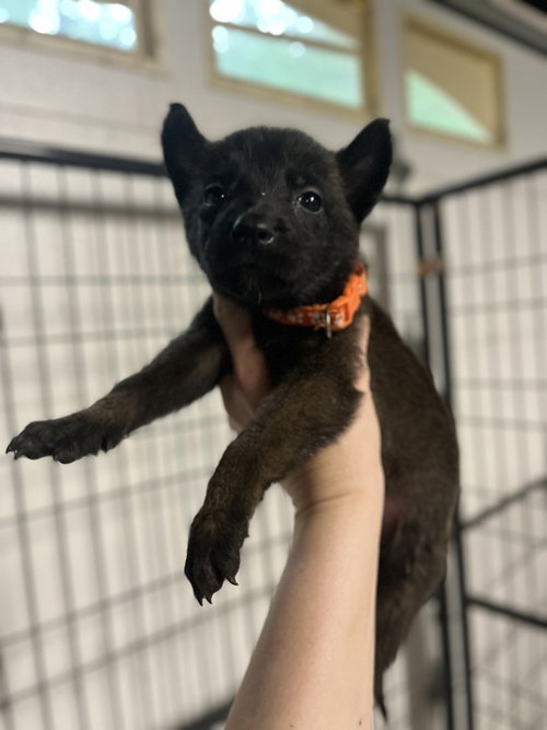 DND Litter - Harpy - Located in NC
