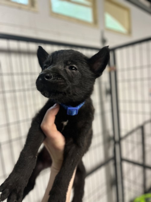DND Litter - Bugbear - Located in NC