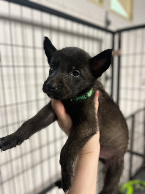 DND Litter - Goblin - Located in NC